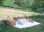 wine tasting - countryside - vineyard