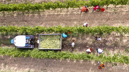 Grape Harvest 2020: Highlights of the Most Important Activity