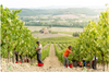 Sustainable Agriculture: Preserving Our Future is Important