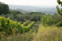 flowers - vineyard