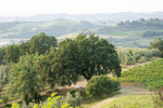 CAMPAGNA - Wine Tasting and Tour