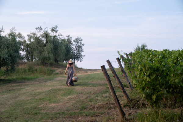 wine tasting - vineyard