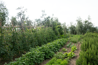 orchard - organic - san gimignano